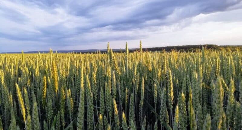 Software for trading with Smart contracts